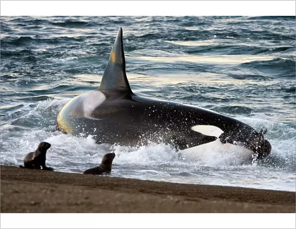 Killer whale  /  Orca - The adult male known as 'MEL', 45 to 50 years old when these images were taken (March 2006), hunting South American Sealion pups on a beach at Punta Norte, Valdes Peninsula, Province Chubut, Patagonia, Argentina