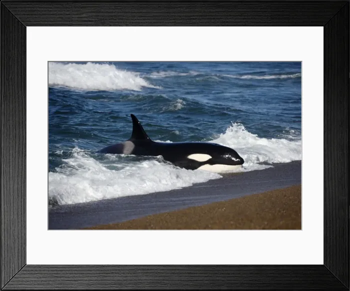 Framed Print : Killer whale / Orca practicing intentional stranding; Patagonia. The small population of Orcas of northern Patagonia uses a unique strategy of intentional stranding to capture South American Sealion pups at the edge of the water Framed Print : Killer whale / Orca practicing intentional stranding; Patagonia. The small population of Orcas of northern Patagonia uses a unique strategy of intentional stranding to capture South American Sealion pups at the edge of the water