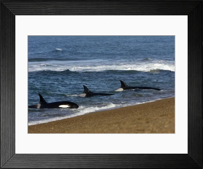 Framed Print : Killer whale / Orca - Orcas practicing intentional stranding; Patagonia. The small population of Orcas of northern Patagonia uses a unique strategy of intentional stranding to capture South American Sea lion pups at the edge of the water Framed Print : Killer whale / Orca - Orcas practicing intentional stranding; Patagonia. The small population of Orcas of northern Patagonia uses a unique strategy of intentional stranding to capture South American Sea lion pups at the edge of the water