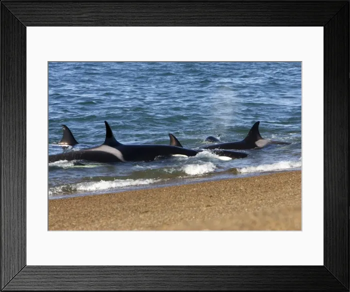 Framed Print : Killer whale / Orcas practicing intentional stranding; Patagonia. The small population of Orcas of northern Patagonia uses a unique strategy of intentional stranding to capture South American Sea lion pups at the edge of the water Framed Print : Killer whale / Orcas practicing intentional stranding; Patagonia. The small population of Orcas of northern Patagonia uses a unique strategy of intentional stranding to capture South American Sea lion pups at the edge of the water