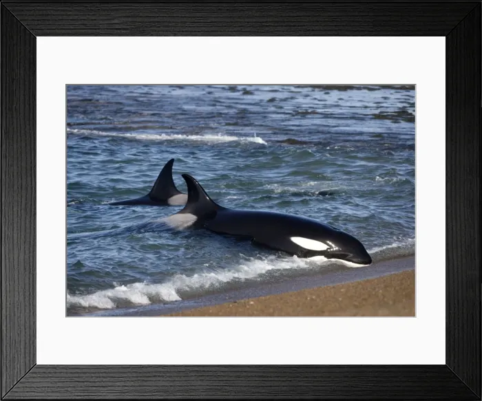 Framed Print : Killer whale / Orcas practicing intentional stranding; Patagonia. The small population of Orcas of northern Patagonia uses a unique strategy of intentional stranding to capture South American Sea lion pups at the edge of the water Framed Print : Killer whale / Orcas practicing intentional stranding; Patagonia. The small population of Orcas of northern Patagonia uses a unique strategy of intentional stranding to capture South American Sea lion pups at the edge of the water