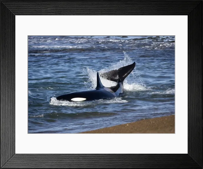 Framed Print : Killer whale / Orcas practicing intentional stranding; Patagonia. This animal is kicking its tail and turning, trying to get off the beach. The small population of Orcas of northern Patagonia uses a unique strategy of intentional Framed Print : Killer whale / Orcas practicing intentional stranding; Patagonia. This animal is kicking its tail and turning, trying to get off the beach. The small population of Orcas of northern Patagonia uses a unique strategy of intentional