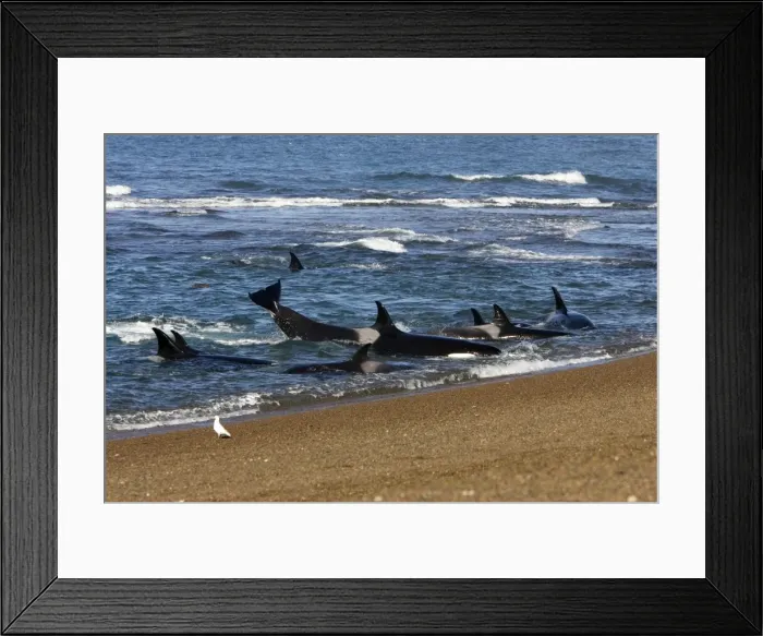 Framed Print : Killer whale / Orcas practicing intentional stranding; Patagonia. An animal is kicking its tail, trying to get off the beach. The small population of Orcas of northern Patagonia uses a unique strategy of intentional stranding to capture Framed Print : Killer whale / Orcas practicing intentional stranding; Patagonia. An animal is kicking its tail, trying to get off the beach. The small population of Orcas of northern Patagonia uses a unique strategy of intentional stranding to capture