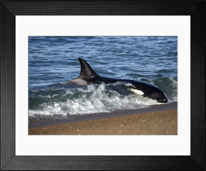 Framed Print : Killer whale / Orcas practicing intentional stranding; Patagonia. The small population of Orcas of northern Patagonia uses a unique strategy of intentional stranding to capture South American Sea lion pups at the edge of the water Framed Print : Killer whale / Orcas practicing intentional stranding; Patagonia. The small population of Orcas of northern Patagonia uses a unique strategy of intentional stranding to capture South American Sea lion pups at the edge of the water