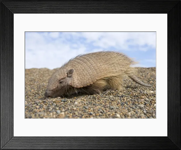 Framed Print : Hairy Armadillo - scavenging on a gravel beach; Valdes Peninsula, Patagonia, Argentina. Range: north Paraguay to Patagonia, Argentina Framed Print : Hairy Armadillo - scavenging on a gravel beach; Valdes Peninsula, Patagonia, Argentina. Range: north Paraguay to Patagonia, Argentina