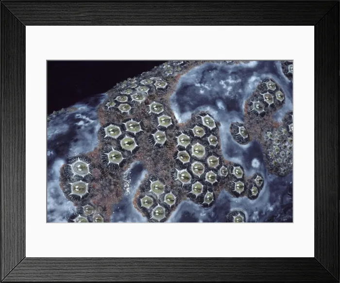 Framed Print : California Gray whale - Cluster of barnacles( Cryptolepas rhachianecti) on the head of a California Grey whale. Cyamids or whale lice (Cyamus scammoni) congregate around and between the barnacles Framed Print : California Gray whale - Cluster of barnacles( Cryptolepas rhachianecti) on the head of a California Grey whale. Cyamids or whale lice (Cyamus scammoni) congregate around and between the barnacles