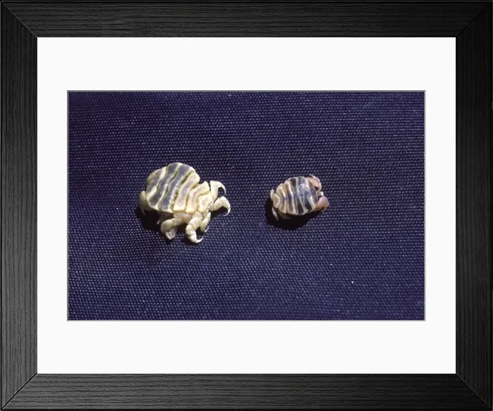 Framed Print : California Grey Whale - Close-up of Cyamids or whale lice (Cyamus scammoni). This species is host-specific to the grey whale