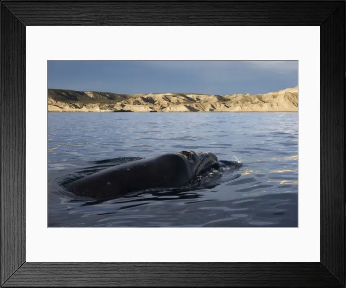 Framed Print : Southern Right whale Off Puerto Piramide, Valdes Peninsula, Chubut Province, Patagonia, Argentina Framed Print : Southern Right whale Off Puerto Piramide, Valdes Peninsula, Chubut Province, Patagonia, Argentina