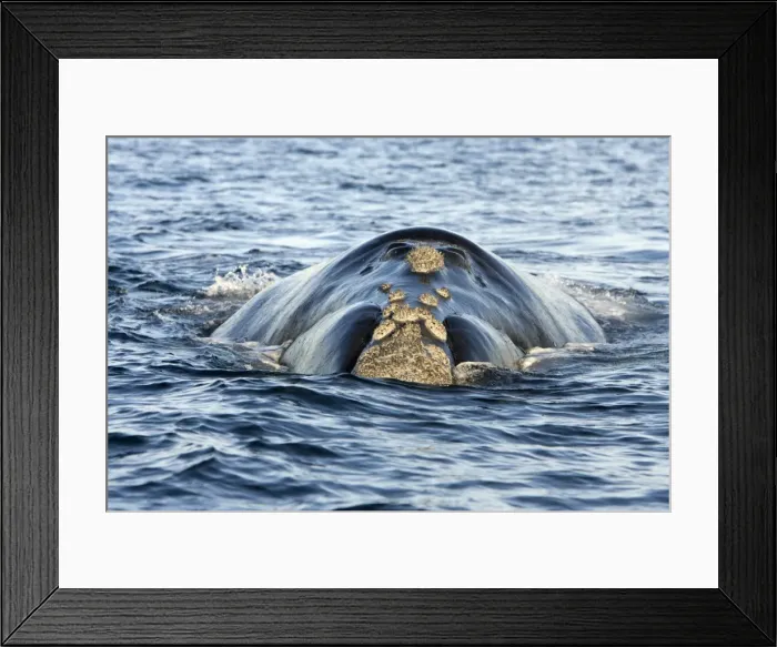 Framed Print : Southern Right whale - at the surface, approaching boat. Off Puerto Piramide, Valdes Peninsula, Chubut Province, Patagonia, Argentina Framed Print : Southern Right whale - at the surface, approaching boat. Off Puerto Piramide, Valdes Peninsula, Chubut Province, Patagonia, Argentina