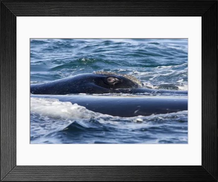 Framed Print : Southern Right whale - eye, this whale is part of a courting group. It has turned on its side, exposing its right eye above the surface. Off Puerto Piramide, Valdes Peninsula, Chubut Province, Patagonia, Argentina Framed Print : Southern Right whale - eye, this whale is part of a courting group. It has turned on its side, exposing its right eye above the surface. Off Puerto Piramide, Valdes Peninsula, Chubut Province, Patagonia, Argentina