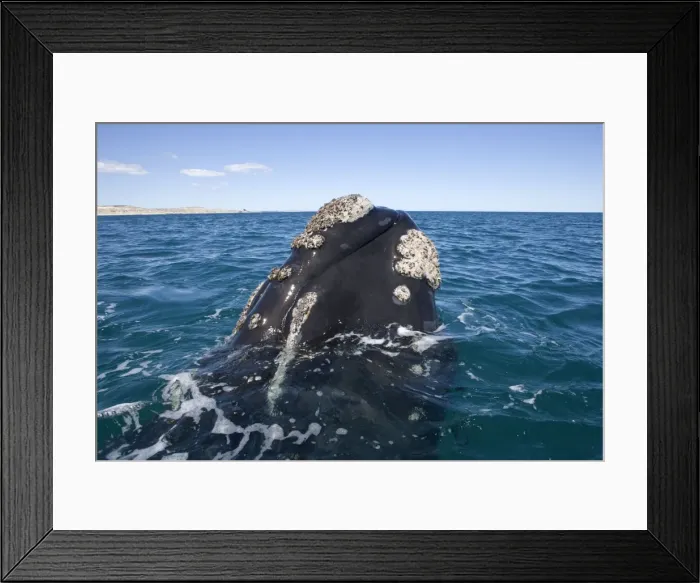 Framed Print : Southern Right whale - the whale is raising the forward part of its head above the surface, close to the boat. Note callosities. Off Puerto Piramide, Valdes Peninsula, Chubut Province, Patagonia, Argentina Framed Print : Southern Right whale - the whale is raising the forward part of its head above the surface, close to the boat. Note callosities. Off Puerto Piramide, Valdes Peninsula, Chubut Province, Patagonia, Argentina