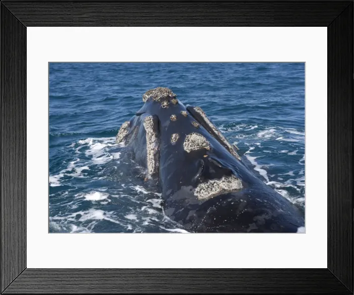 Framed Print : Southern Right whale - the whale is raising the forward part of its head above the surface, close to the boat. Note blowholes (closed) and callosities. Off Puerto Piramide, Valdes Peninsula, Chubut Province, Patagonia, Argentina Framed Print : Southern Right whale - the whale is raising the forward part of its head above the surface, close to the boat. Note blowholes (closed) and callosities. Off Puerto Piramide, Valdes Peninsula, Chubut Province, Patagonia, Argentina