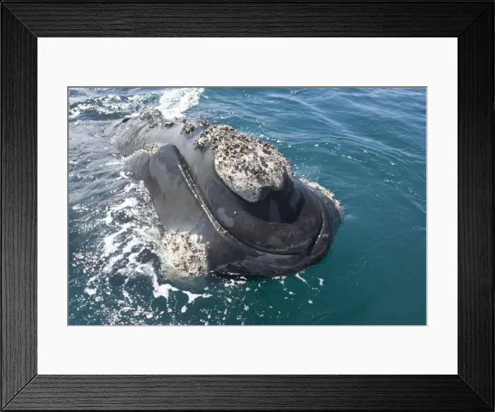 Framed Print : Southern Right whale - the whale is raising its head above the surface, close to the boat. The callosity above the mouth is called the bonnet Framed Print : Southern Right whale - the whale is raising its head above the surface, close to the boat. The callosity above the mouth is called the bonnet