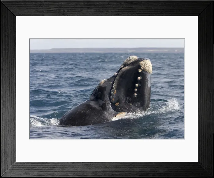 Framed Print : Southern Right whale - a calf is raising the forward part of its head above the surface, close to the boat. Note callosities. Off Puerto Piramide, Valdes Peninsula, Chubut Province, Patagonia, Argentina Framed Print : Southern Right whale - a calf is raising the forward part of its head above the surface, close to the boat. Note callosities. Off Puerto Piramide, Valdes Peninsula, Chubut Province, Patagonia, Argentina