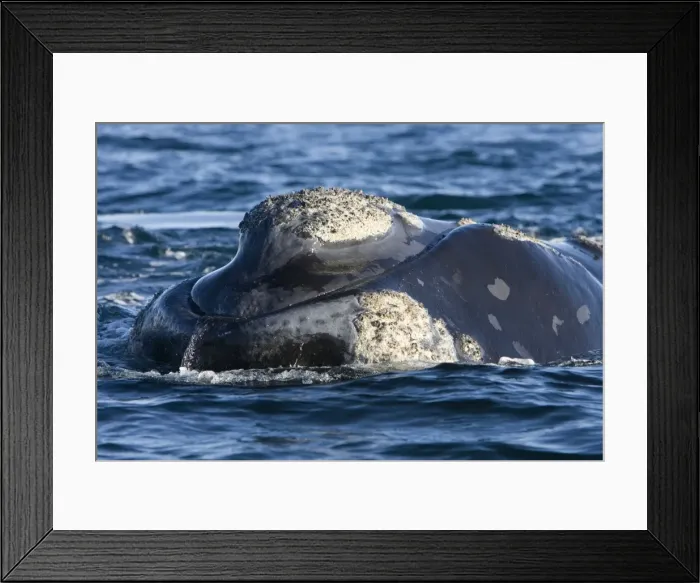 Framed Print : Southern Right whale - the whale is raising the forward part of its head above the surface, close to the boat. Note callosities. Off Puerto Piramide, Valdes Peninsula, Chubut Province, Patagonia, Argentina Framed Print : Southern Right whale - the whale is raising the forward part of its head above the surface, close to the boat. Note callosities. Off Puerto Piramide, Valdes Peninsula, Chubut Province, Patagonia, Argentina