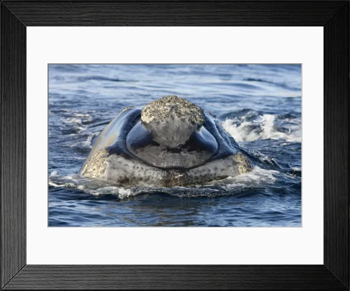 Framed Print : Southern Right whale - front view of the head of a calf. Off Puerto Piramide, Valdes Peninsula, Chubut Province, Patagonia, Argentina Framed Print : Southern Right whale - front view of the head of a calf. Off Puerto Piramide, Valdes Peninsula, Chubut Province, Patagonia, Argentina