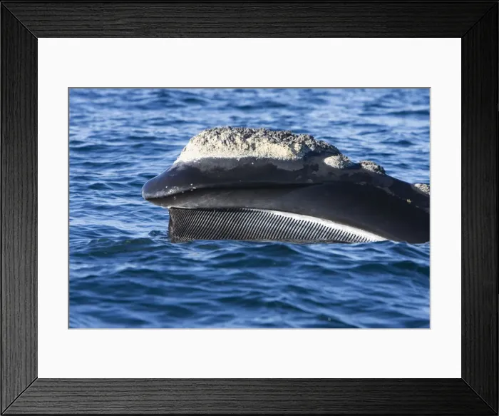 Framed Print : Southern Right Whale - lateral view of upper mandible showing the baleen hanging from the top of the mouth. This whale was skim feeding, swimming at or just under the surface with its mouth open Framed Print : Southern Right Whale - lateral view of upper mandible showing the baleen hanging from the top of the mouth. This whale was skim feeding, swimming at or just under the surface with its mouth open