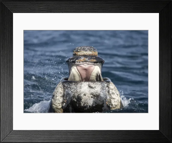 Framed Print : Southern Right whale - front view of the open mouth of a young right whale. It shows the pink-colored palate, and the baleens hanging down on each side from the top of the mouth Framed Print : Southern Right whale - front view of the open mouth of a young right whale. It shows the pink-colored palate, and the baleens hanging down on each side from the top of the mouth
