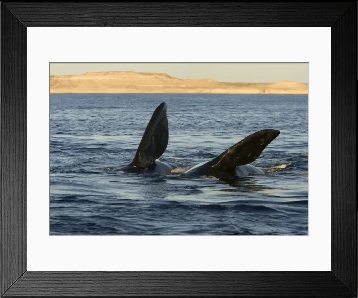 Framed Print : Southern Right whale - courtship, during an episode of courtship, two whales roll on their side, extending their left pectoral flipper above the surface. Off Puerto Piramide, Valdes Peninsula, Chubut Province, Patagonia, Argentina Framed Print : Southern Right whale - courtship, during an episode of courtship, two whales roll on their side, extending their left pectoral flipper above the surface. Off Puerto Piramide, Valdes Peninsula, Chubut Province, Patagonia, Argentina