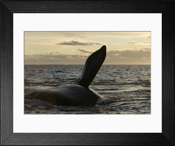 Framed Print : Southern Right Whale - during an episode of courtship, a female is rolling on her side, raising a pectoral flipper above the surface. Off Puerto Piramide, Valdes Peninsula, Chubut Province, Patagonia, Argentina Framed Print : Southern Right Whale - during an episode of courtship, a female is rolling on her side, raising a pectoral flipper above the surface. Off Puerto Piramide, Valdes Peninsula, Chubut Province, Patagonia, Argentina