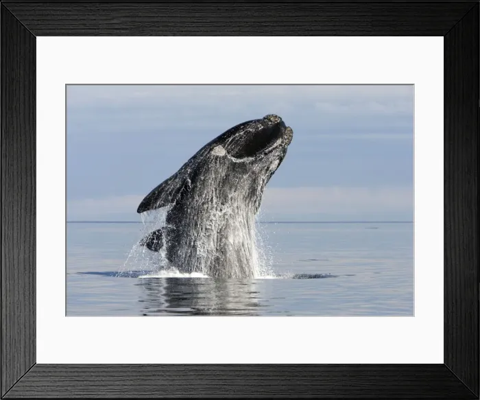 Framed Print : Southern Right Whale - adult, breaching. Off Puerto Piramide, Valdes Peninsula, Chubut Province, Patagonia, Argentina Framed Print : Southern Right Whale - adult, breaching. Off Puerto Piramide, Valdes Peninsula, Chubut Province, Patagonia, Argentina