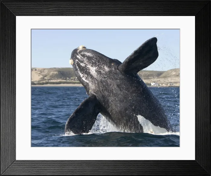 Framed Print : Southern Right whale: calf, breaching Off Puerto Piramide, Valdes Peninsula, Chubut Province, Patagonia, Argentina Framed Print : Southern Right whale: calf, breaching Off Puerto Piramide, Valdes Peninsula, Chubut Province, Patagonia, Argentina