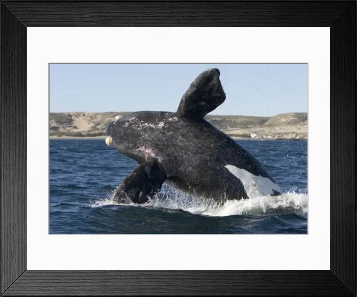 Framed Print : Southern Right Whale - calf, breaching. Off Puerto Piramide, Valdes Peninsula, Chubut Province, Patagonia, Argentina Framed Print : Southern Right Whale - calf, breaching. Off Puerto Piramide, Valdes Peninsula, Chubut Province, Patagonia, Argentina