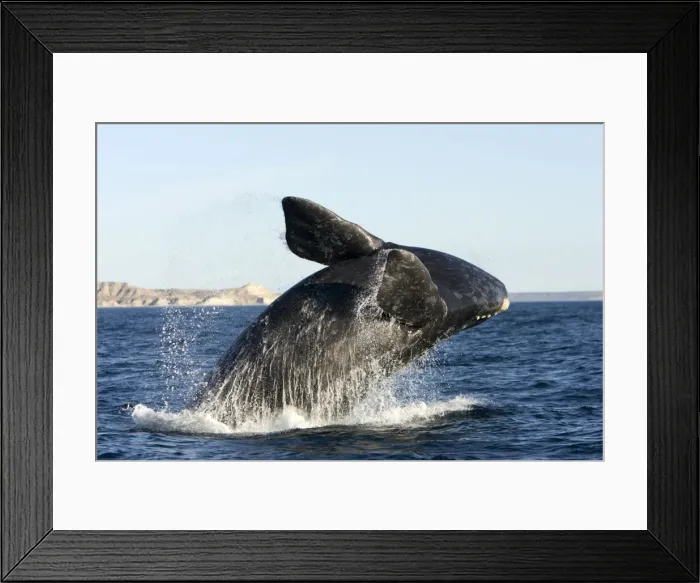 Framed Print : Southern Right whale - calf, breaching. Off Puerto Piramide, Valdes Peninsula, Chubut Province, Patagonia, Argentina Framed Print : Southern Right whale - calf, breaching. Off Puerto Piramide, Valdes Peninsula, Chubut Province, Patagonia, Argentina