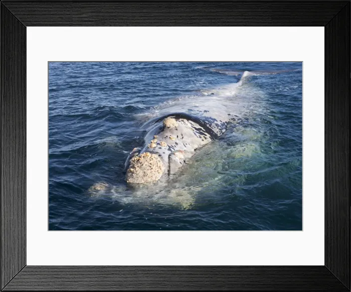 Framed Print : Southern Right Whale - a white phase juvenile right whale. Each year 3 or 4 white calves are seen in the right whale population that breeds in the gulfs of the Valdes Penisula