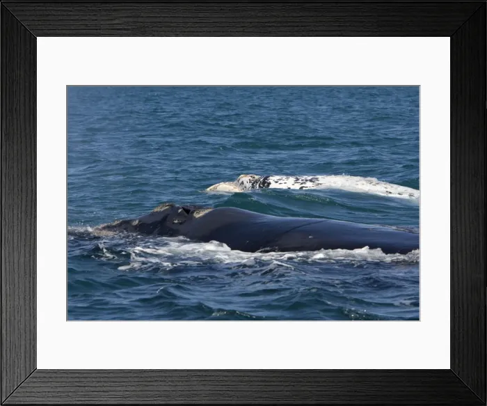 Framed Print : Southern Right whale - a white calf swims near its normal dark-colored mother. Each year 3 or 4 white calves are seen in the right whale population that breeds in the gulfs of the Valdes Penisula Framed Print : Southern Right whale - a white calf swims near its normal dark-colored mother. Each year 3 or 4 white calves are seen in the right whale population that breeds in the gulfs of the Valdes Penisula