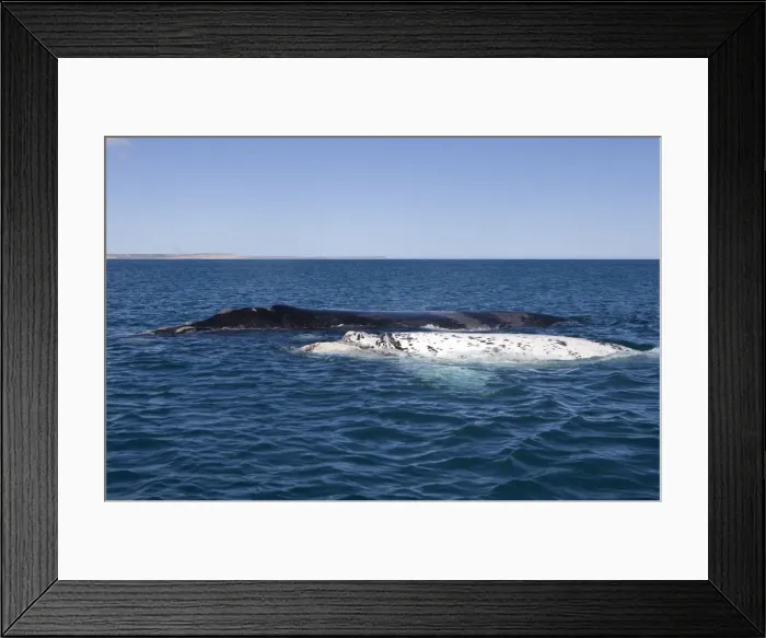 Framed Print : Southern Right whale - a white calf swims near its normal, dark-colored mother. Each year 3 or 4 white calves are seen in the right whale population that breeds in the gulfs of the Valdes Penisula Framed Print : Southern Right whale - a white calf swims near its normal, dark-colored mother. Each year 3 or 4 white calves are seen in the right whale population that breeds in the gulfs of the Valdes Penisula