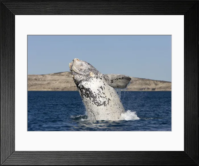 Framed Print : Southern Right whale - a white calf breaching, each year 3 or 4 white calves are seen in the right whale population that breeds in the gulfs of the Valdes Penisula Framed Print : Southern Right whale - a white calf breaching, each year 3 or 4 white calves are seen in the right whale population that breeds in the gulfs of the Valdes Penisula