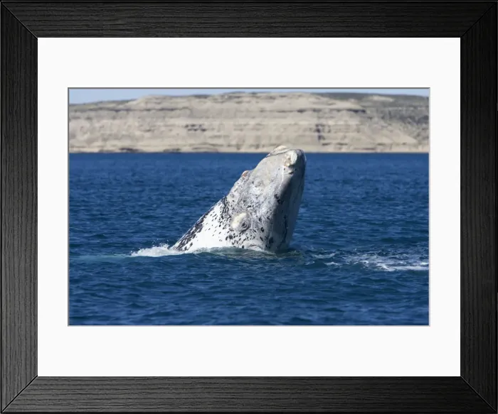 Framed Print : Southern Right Whale - white calf, head rise. Each year 3 or 4 white calves are seen in the right whale population that breeds in the gulfs of the Valdes Penisula Framed Print : Southern Right Whale - white calf, head rise. Each year 3 or 4 white calves are seen in the right whale population that breeds in the gulfs of the Valdes Penisula