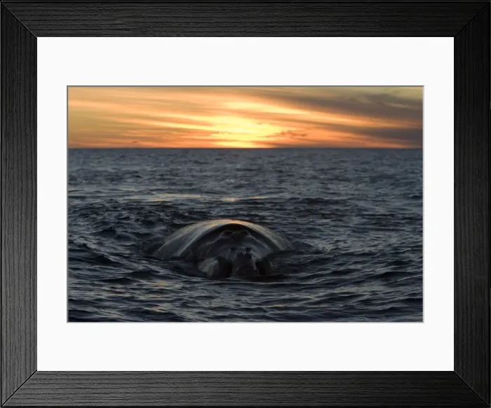 Framed Print : Southern Right Whale - whale swimming slowly at the surface, sunset. Off Puerto Piramide, Valdes Peninsula, Chubut Province, Patagonia, Argentina Framed Print : Southern Right Whale - whale swimming slowly at the surface, sunset. Off Puerto Piramide, Valdes Peninsula, Chubut Province, Patagonia, Argentina