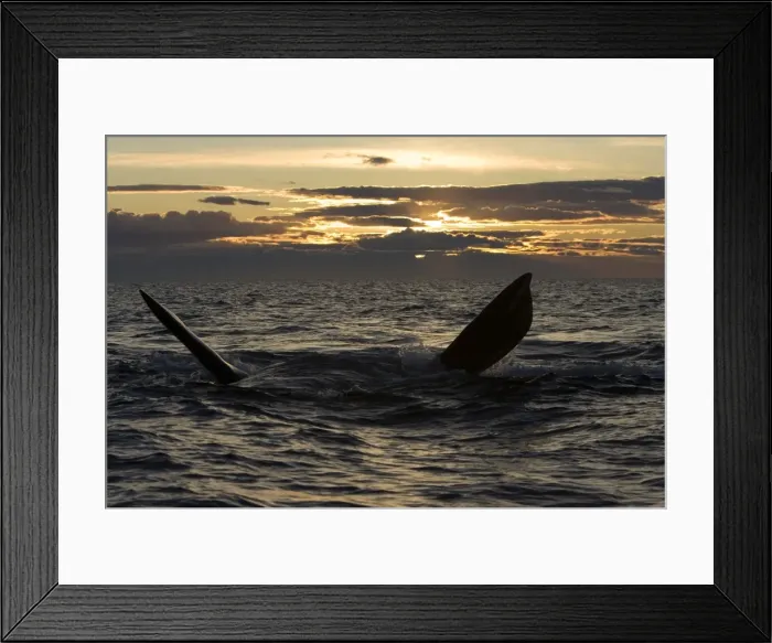 Framed Print : Southern Right whale - adult whale resting at the surface, belly up, pectoral flippers raised (a common resting / relaxing behavior in these waters), Sunset. Golfo Nuevo, off Puerto Piramide, Valdes Peninsula, Chubut Province Framed Print : Southern Right whale - adult whale resting at the surface, belly up, pectoral flippers raised (a common resting / relaxing behavior in these waters), Sunset. Golfo Nuevo, off Puerto Piramide, Valdes Peninsula, Chubut Province