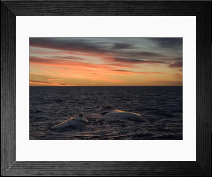 Framed Print : Southern Right Whale - mother and calf resting at the surface, after sunset. Golfo Nuevo, off Puerto Piramide, Valdes Peninsula, Chubut Province, Patagonia, Argentina Framed Print : Southern Right Whale - mother and calf resting at the surface, after sunset. Golfo Nuevo, off Puerto Piramide, Valdes Peninsula, Chubut Province, Patagonia, Argentina