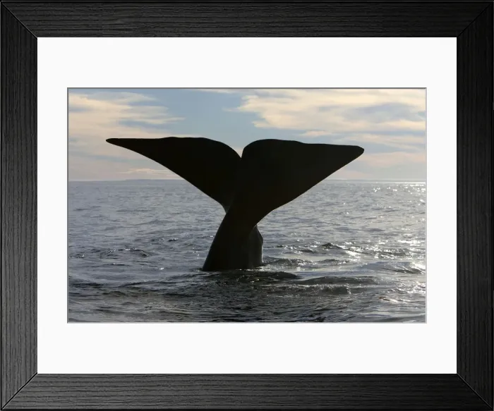 Framed Print : Southern Right Whale - tail Off Puerto Piramide, Valdes Peninsula, Chubut Province, Patagonia, Argentina Framed Print : Southern Right Whale - tail Off Puerto Piramide, Valdes Peninsula, Chubut Province, Patagonia, Argentina