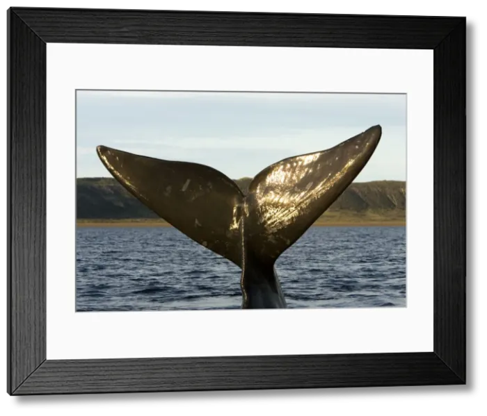 Framed Print : Southern Right Whale - tail Off Puerto Piramide, Valdes Peninsula, Chubut Province, Patagonia, Argentina Framed Print : Southern Right Whale - tail Off Puerto Piramide, Valdes Peninsula, Chubut Province, Patagonia, Argentina