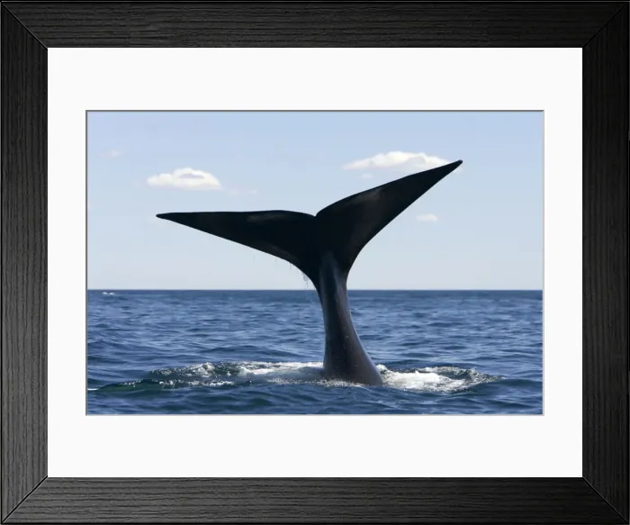 Framed Print : Southern Right Whale - tail Off Puerto Piramide, Valdes Peninsula, Chubut Province, Patagonia, Argentina Framed Print : Southern Right Whale - tail Off Puerto Piramide, Valdes Peninsula, Chubut Province, Patagonia, Argentina