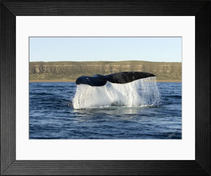 Framed Print : Southern Right Whale - the whale raises its tail and slams it down repeatedly on the surface of the sea. Off Puerto Piramide, Valdes Peninsula, Chubut Province, Patagonia, Argentina Framed Print : Southern Right Whale - the whale raises its tail and slams it down repeatedly on the surface of the sea. Off Puerto Piramide, Valdes Peninsula, Chubut Province, Patagonia, Argentina