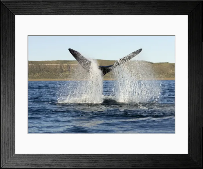 Framed Print : Southern Right whale - tail-lobbing, the whale raises its tail and slams it down repeatedly on the surface of the sea. Off Puerto Piramide, Valdes Peninsula, Chubut Province, Patagonia, Argentina Framed Print : Southern Right whale - tail-lobbing, the whale raises its tail and slams it down repeatedly on the surface of the sea. Off Puerto Piramide, Valdes Peninsula, Chubut Province, Patagonia, Argentina