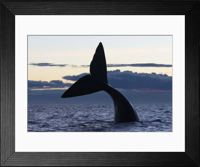 Framed Print : Southern Right whale - tail, after sunset. Off Puerto Piramide, Valdes Peninsula, Chubut Province, Patagonia, Argentina Framed Print : Southern Right whale - tail, after sunset. Off Puerto Piramide, Valdes Peninsula, Chubut Province, Patagonia, Argentina