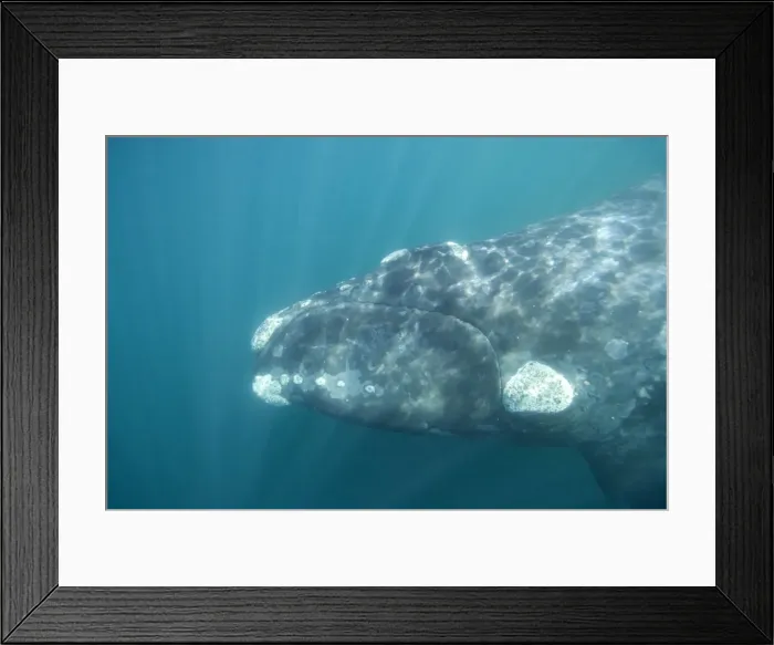 Framed Print : Southern Right Whale off Puerto Piramide, Valdes Peninsula, Chubut Province, Patagonia, Argentina Framed Print : Southern Right Whale off Puerto Piramide, Valdes Peninsula, Chubut Province, Patagonia, Argentina