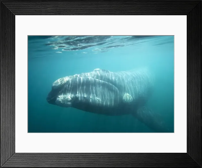 Framed Print : Southern Right Whale off Puerto Piramide, Valdes Peninsula, Chubut Province, Patagonia, Argentina Framed Print : Southern Right Whale off Puerto Piramide, Valdes Peninsula, Chubut Province, Patagonia, Argentina