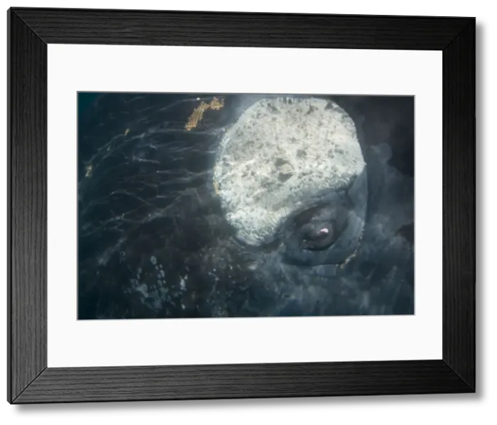 Framed Print : Southern Right Whale Close-up of the eye area, showing the callosity placed where other mammals have eyebrows. Callosity also home to barnacles and whale lice (Cyamid crustaceans). Off Puerto Piramide Framed Print : Southern Right Whale Close-up of the eye area, showing the callosity placed where other mammals have eyebrows. Callosity also home to barnacles and whale lice (Cyamid crustaceans). Off Puerto Piramide