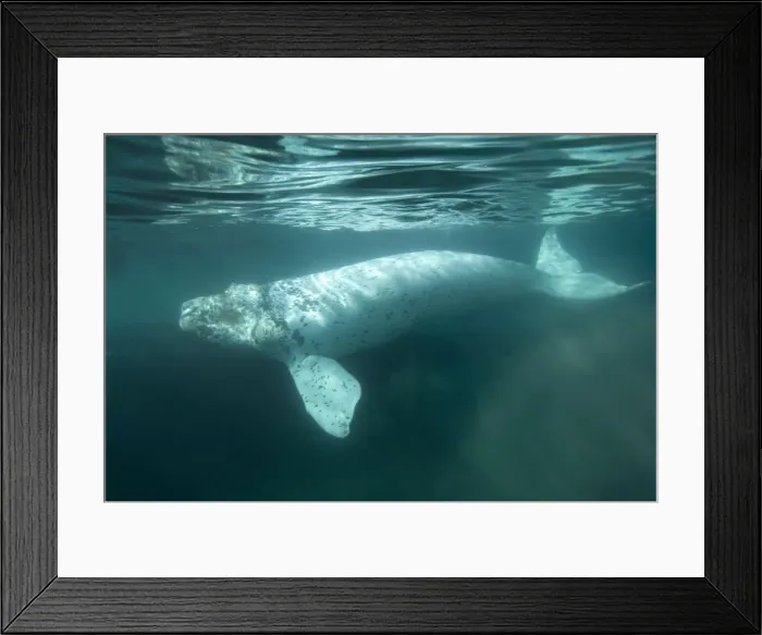 Framed Print : Southern Right Whale - white calf Each season a few white calves are born in the population that breeds off the Valdes Peninsula. Similar youngsters are also born among the southern right whales that breed off Australia Framed Print : Southern Right Whale - white calf Each season a few white calves are born in the population that breeds off the Valdes Peninsula. Similar youngsters are also born among the southern right whales that breed off Australia