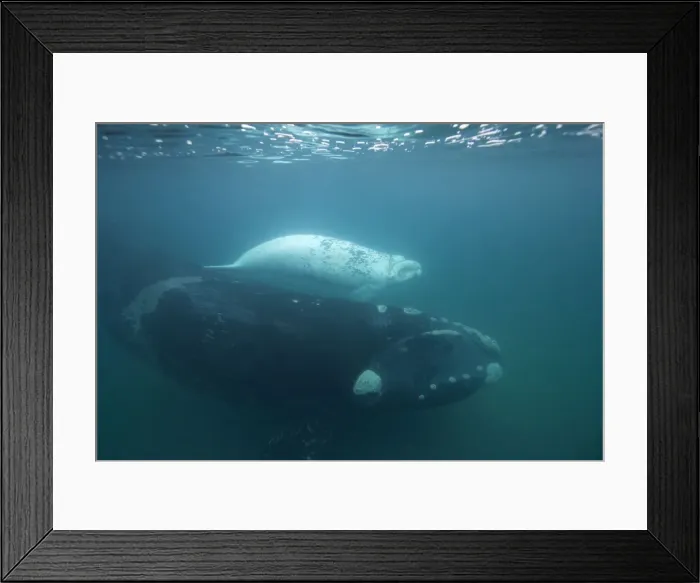 Framed Print : Southern Right Whale - white calf with mother Each season a few white calves are born in the population that breeds off the Valdes Peninsula. Similar youngsters are also born among the southern right whales that breed off Australia