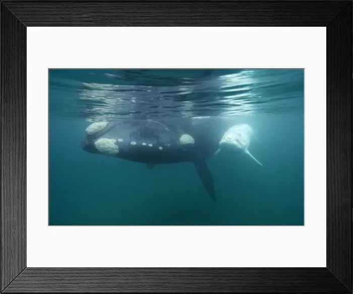 Framed Print : Southern Right Whale - white calf near mother. Each season a few white calves are born in the population that breeds off the Valdes Peninsula. Similar youngsters are also born among the southern right whales that breed off Australia Framed Print : Southern Right Whale - white calf near mother. Each season a few white calves are born in the population that breeds off the Valdes Peninsula. Similar youngsters are also born among the southern right whales that breed off Australia