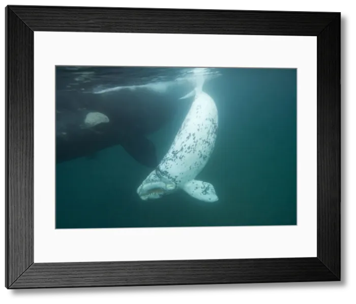 Framed Print : Southern Right Whale - white calf near mother Each season a few white calves are born in the population that breeds off the Valdes Peninsula. Similar youngsters are also born among the southern right whales that breed off Australia Framed Print : Southern Right Whale - white calf near mother Each season a few white calves are born in the population that breeds off the Valdes Peninsula. Similar youngsters are also born among the southern right whales that breed off Australia