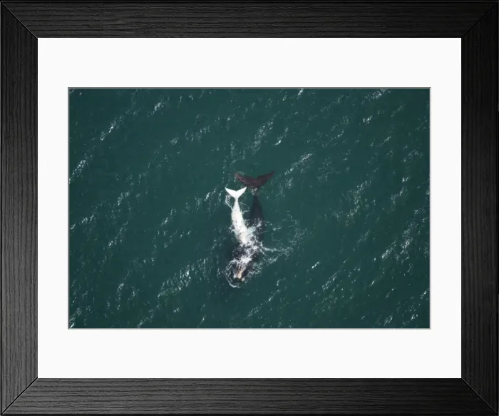 Framed Print : Southern Right Whale - aerial view of a female with her white calf. Golfo Nuevo, Valdes Peninsula, Province Chubut, Patagonia, Argentina Framed Print : Southern Right Whale - aerial view of a female with her white calf. Golfo Nuevo, Valdes Peninsula, Province Chubut, Patagonia, Argentina